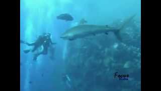 紅海のサメ