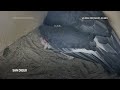 San Diego Zoo Safari Park welcomes 250th California condor chick  - 01:14 min - News - Video