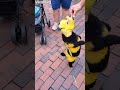 मधुमक्खी बनकर लोगों को एंटरटेन कर रहा ये कुत्ता  - 00:13 min - News - Video