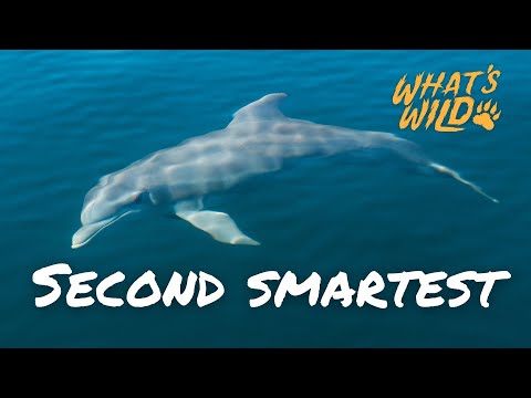 screenshot of youtube video titled What's Wild | Dolphins