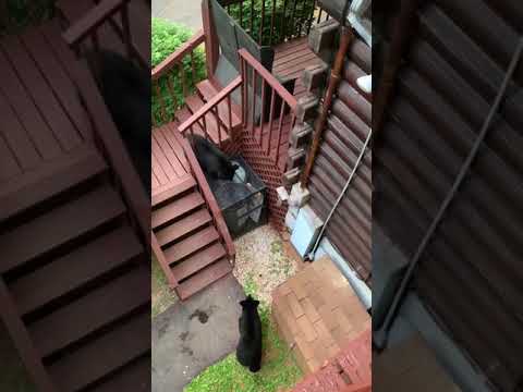 Vidéo de l’hébergement