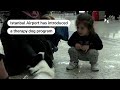 Therapy dogs comfort passengers at Istanbul Airport | REUTERS  - 00:49 min - News - Video