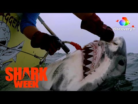 Great White Serial Killer: Fatal Christmas'