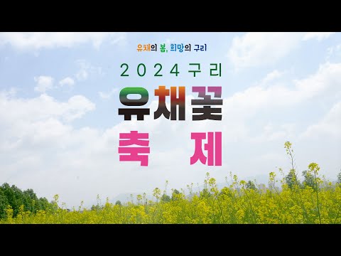 노란 유채 물결의 향연, 2024 구리 유채꽃 축제 스케치 영상