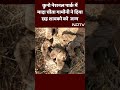 Kuno National Park में मादा Cheetah गामीनी ने छह नन्हे शावको को दिया जन्म | Cheetah  - 00:16 min - News - Video