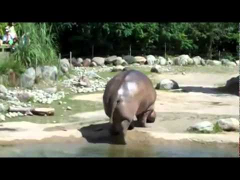 hippo farts and has explosive diarrhea - YouTube