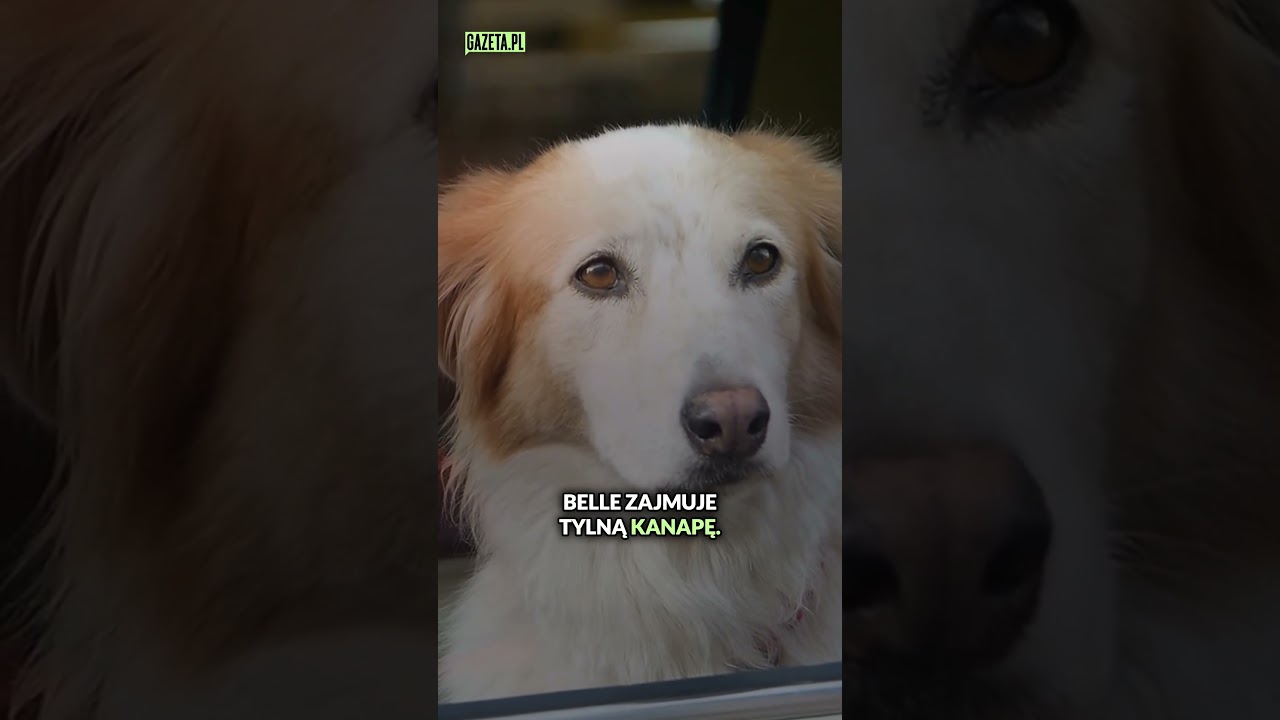 Zlecił zabójstwo swojej teściowej #shorts