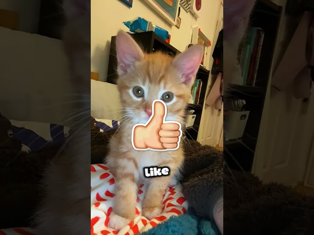 Miró en la Tumba y se Quedó Helado del Miedo! 😨💀