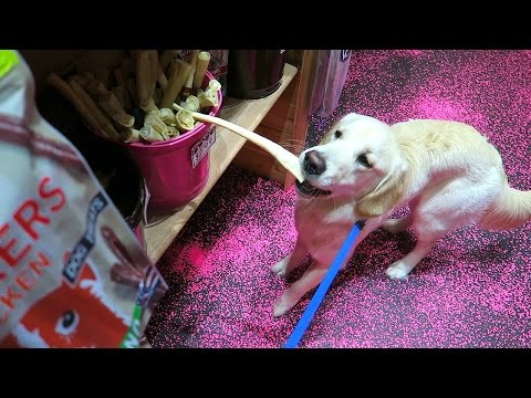 Super Cooper Sunday #31: Woofgang, Coop Steals Treats, Celebration Florida