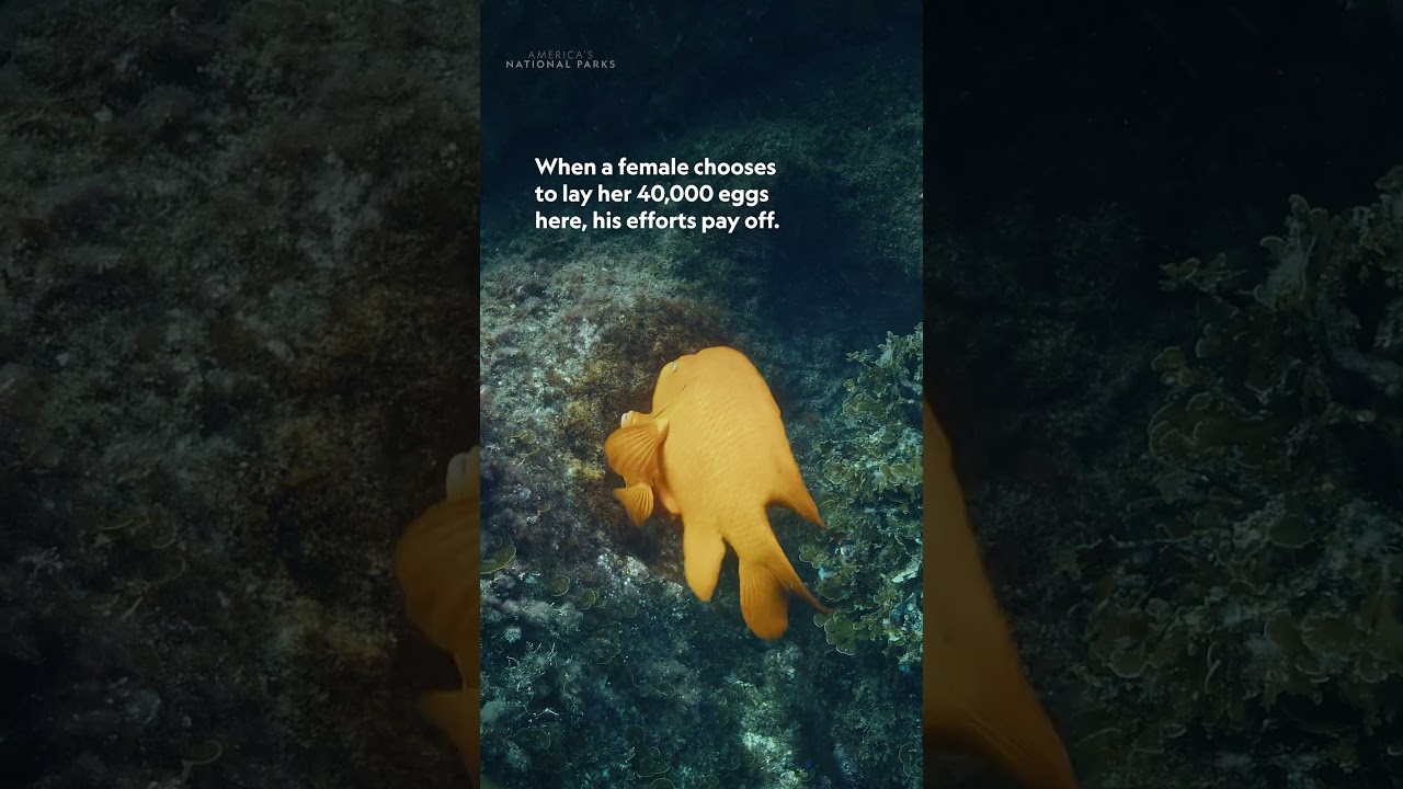 The male Garibaldi goes from meticulous mate to doting dad 🥰 #AmericasNationalParks