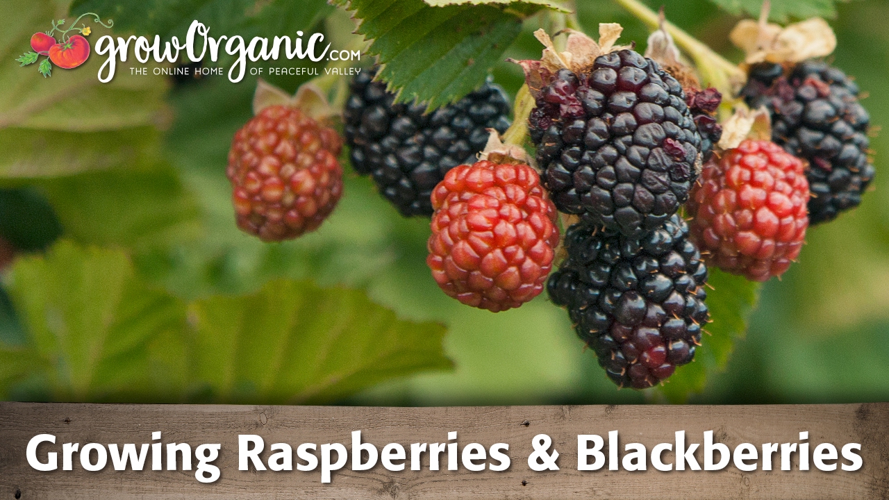 Growing Raspberries And Blackberries - YouTube