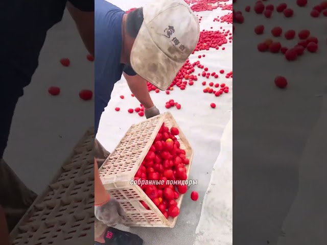томатные чипсы
