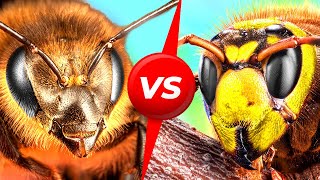 Пчелы против гигантских шершней. Кто победит?