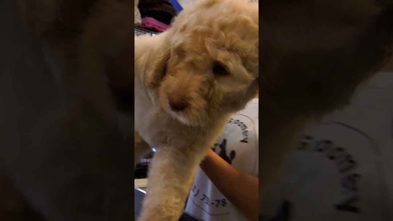Puppy Distracted by a PINK Poodle | Too Cute! | Animal Planet