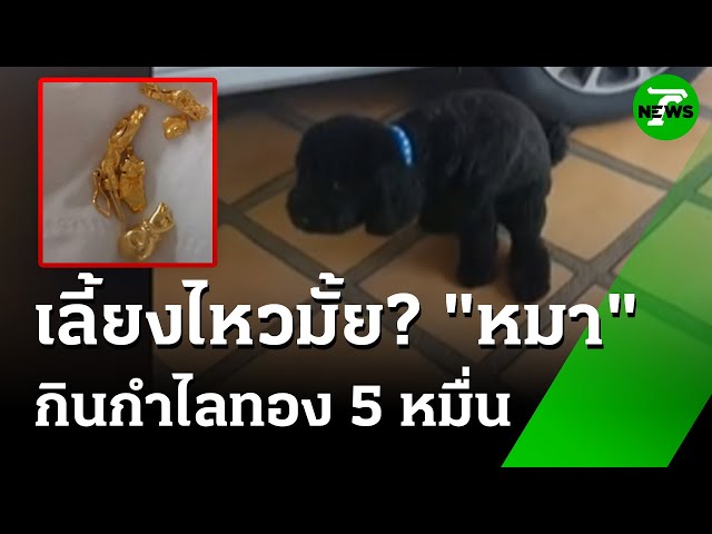 คุ้ยอึมหาสมบัติ! "พุดเดิ้ล" กินกำไลทอง 5 หมื่น | 8 ก.ค. 68 | ข่าวเช้าหัวเขียว