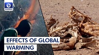 Effects Of Global Warming | Earthfile
