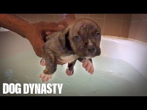 Doggy Paddle: Hulk’s Adorable Pit Bull Puppies Learn To Swim | DOG DYNASTY