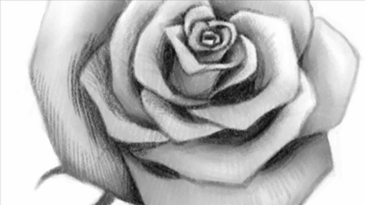 How To Draw A Realistic Rose Easy It Really Is Quite Easy To Do