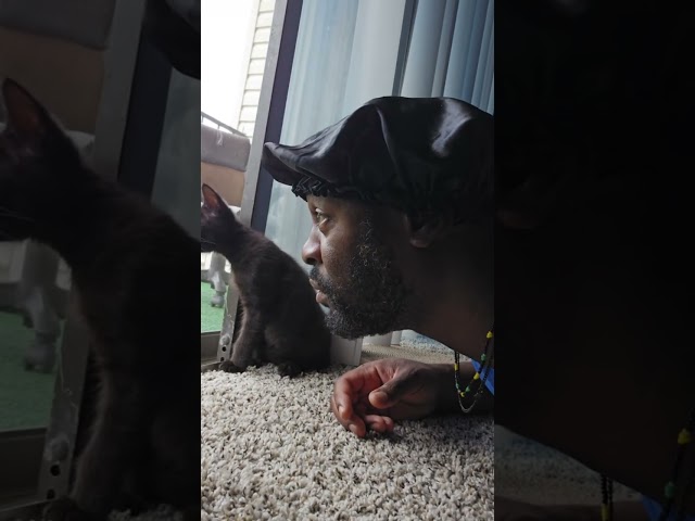 The cat looking like , can you believe this shhh😳😂😂😂 #funny #comedy #shorts #youtubeshorts