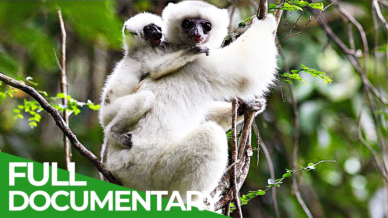 Trouble in Paradise - The Last Lemurs of Madagasca | Free Documentary Nature