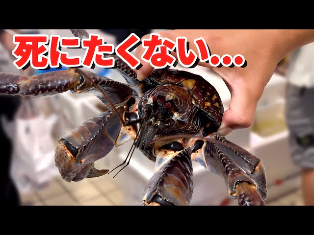スーパーにいた世界一危険な生き物を飼育してみると…