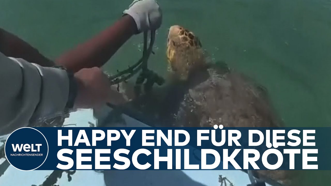 RETTUNG VOR MIAMI: Happy End an der Küste! Marine Patrol Unit befreit Schildkröte aus Netz