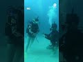 Man proposes to girlfriend while scuba diving off Fiji coast  - 00:30 min - News - Video