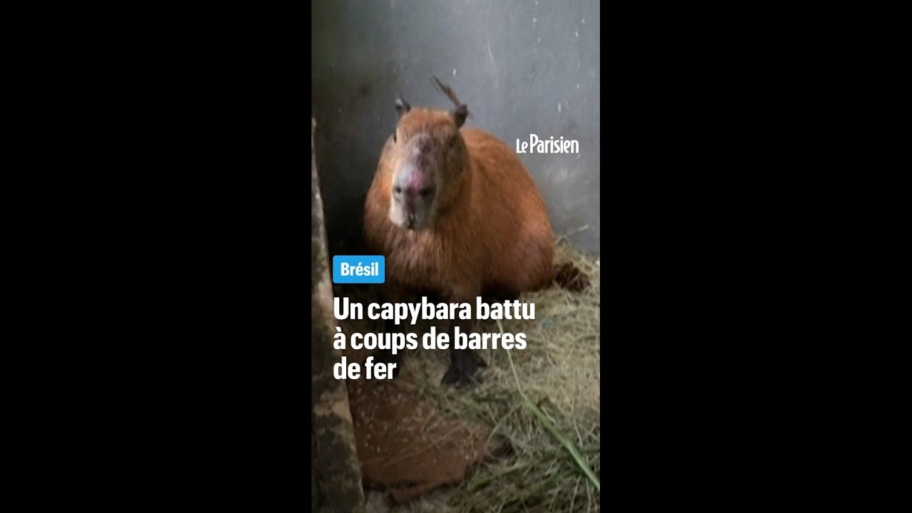 Brésil : un capybara battu à coups de barre de fer