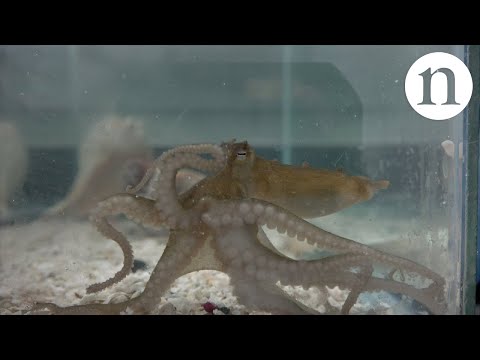 Октоподите се толку интелегентни, што научниците се сигурни дека тие мора да се вонземјани
