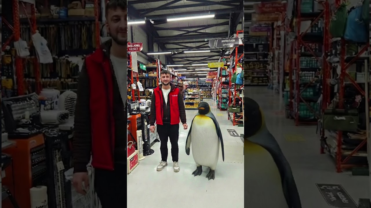 Penguen Akımı