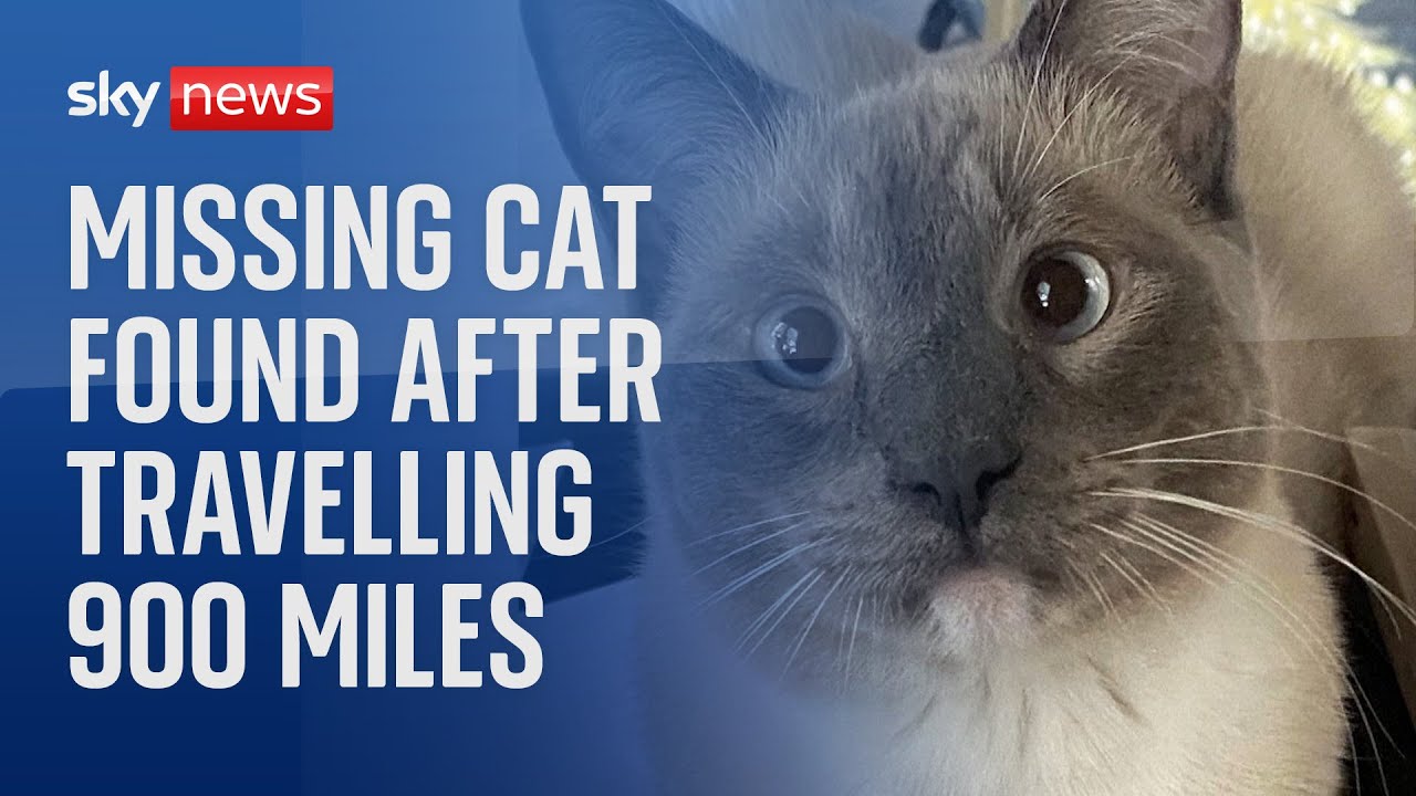 Lost pet travels 900 miles from Yellowstone to California