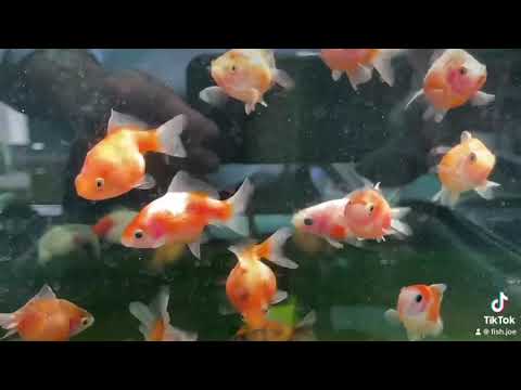 video Assorted Pearl Scale Goldfish_5cm