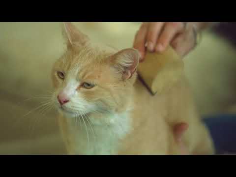 SleekEZ is the Best Grooming Tool EVER! SleekEZ is the Best Grooming Tool EVER!