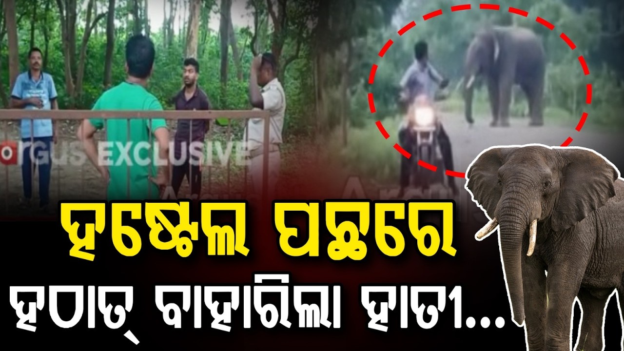 Two Elephants Terrorize College Hostel In Dhenkanal Bhuban Area | Argus News