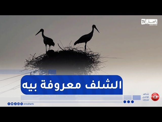 اللقلق الأبيض..قصة الطائر المهاجر