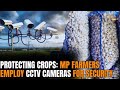 Farmers in MPs Chhindwara Employ Unique Method to Safeguard Crops: Install CCTV Cameras | News9