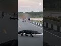 Alligator slowly crosses road in South Carolina  - 00:59 min - News - Video