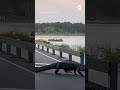 Alligator slowly crosses road in South Carolina