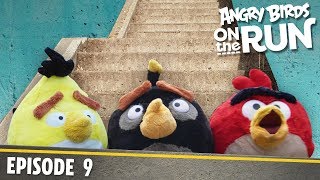 Angry Birds - Na tku - 9 - Schody