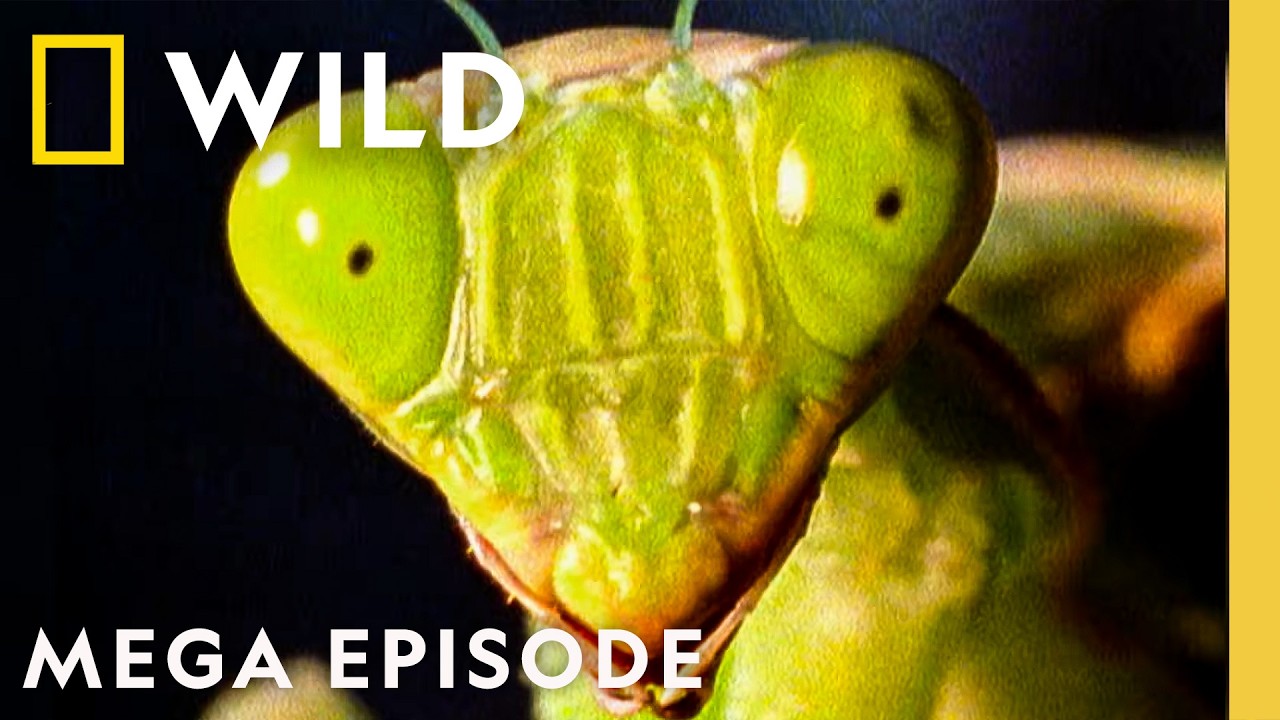 Stalkers & Rampages | World's Deadliest Killers MEGA Episode | Freaky Fridays | Nat Geo Animals