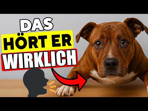 What Does Your Dog Think When You Talk To Him? (The Surprising Truth)