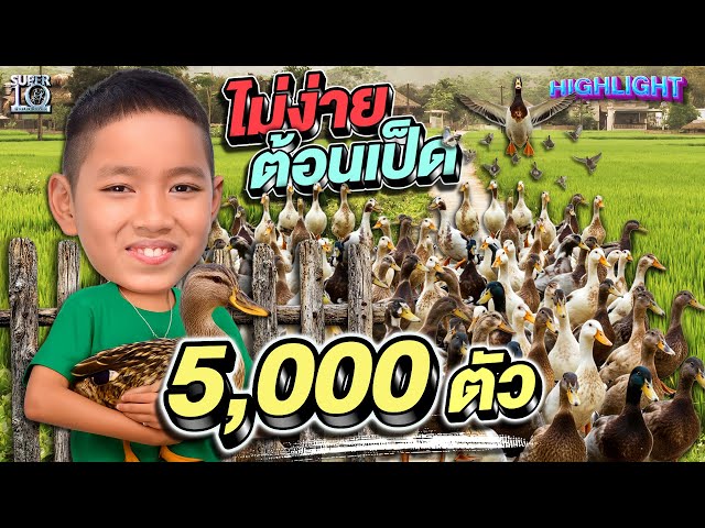 ดูแล้วหอบแทน ต้อนเป็ด 5,000 ตัว #น้องฟลุ๊ค เซียนคัดไข่สัมผัสเทพ แค่จับก็รู้เบอร์ | HIGHLIGHT SUPER10