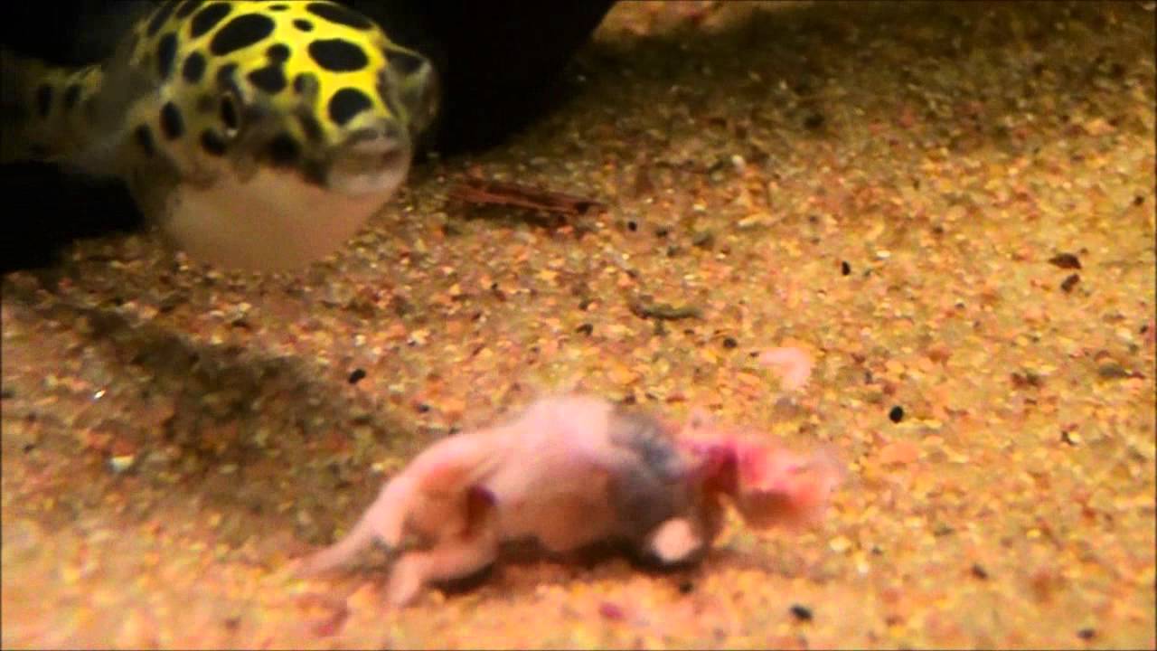 green-spotted-puffers-eating-pinky-youtube