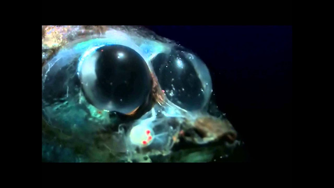 Mesopelagic Zone Animals - YouTube