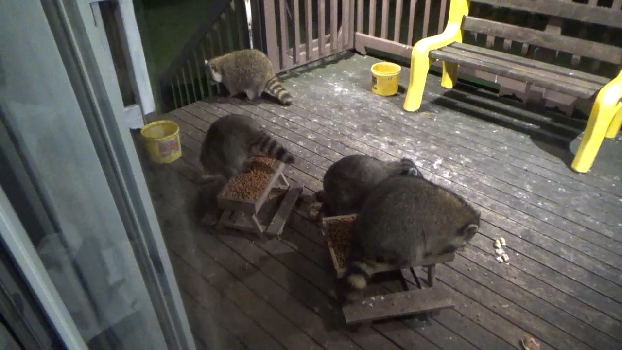 RACCOON DINER WITH FOUR RACCOONS