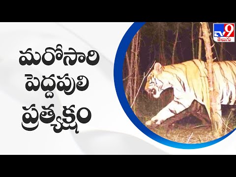 Tiger spotted once again in Kagaznagar