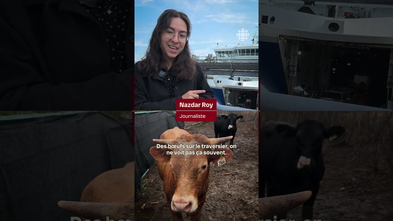 Traverser le fleuve… avec des boeufs