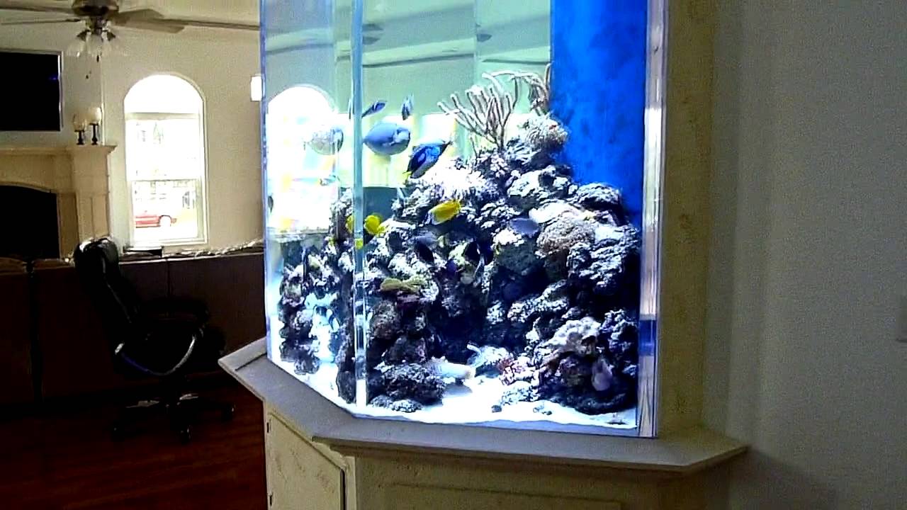 HUGE FISH TANK (Custom 1500 Gallon Coral Reef Aquarium) - YouTube