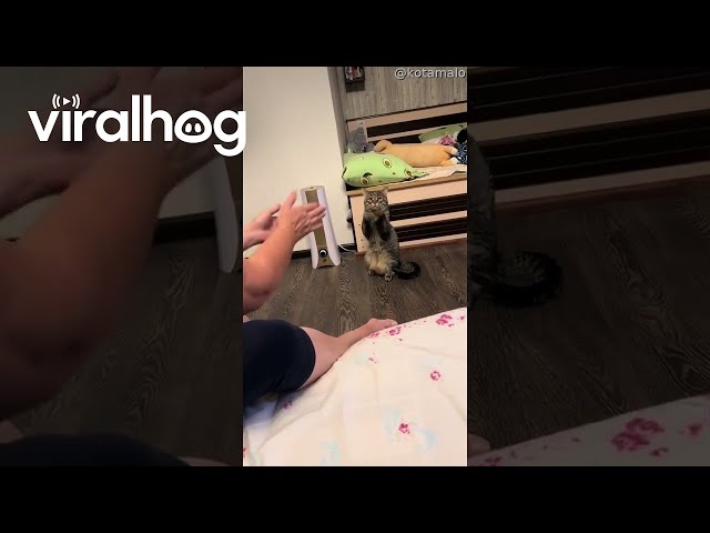 Cat Dances to Pat-a-Cake Song || ViralHog