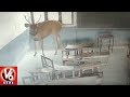 Wild Deer Enters a School, Locked in Classroom